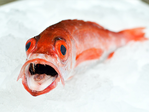 アカムツ高いけどやっぱ美味いの 玄界灘ベース 九州の釣り