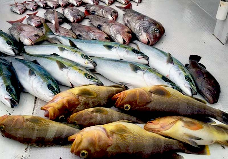玄界灘で釣れる美味い魚ベスト10 ジギング タイラバ 玄界灘ベース 九州の釣り