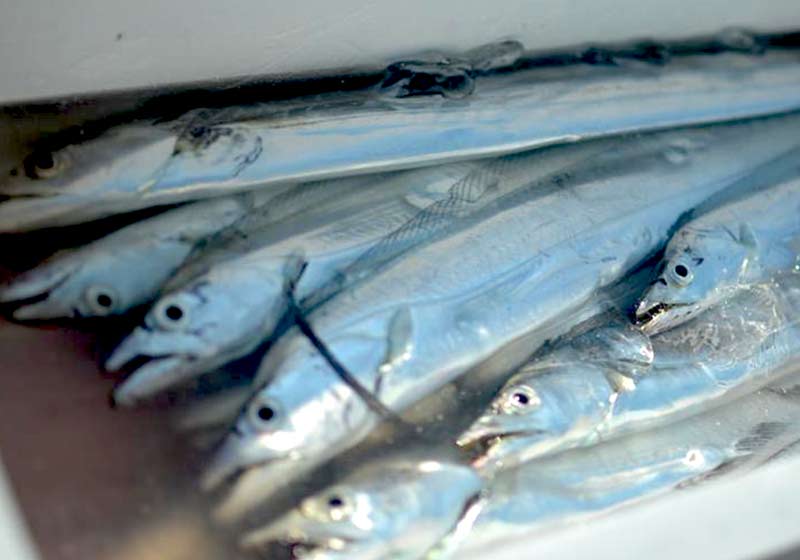 博多湾の太刀魚が激減 減少原因は産卵期の釣り 玄界灘ベース 九州の釣り